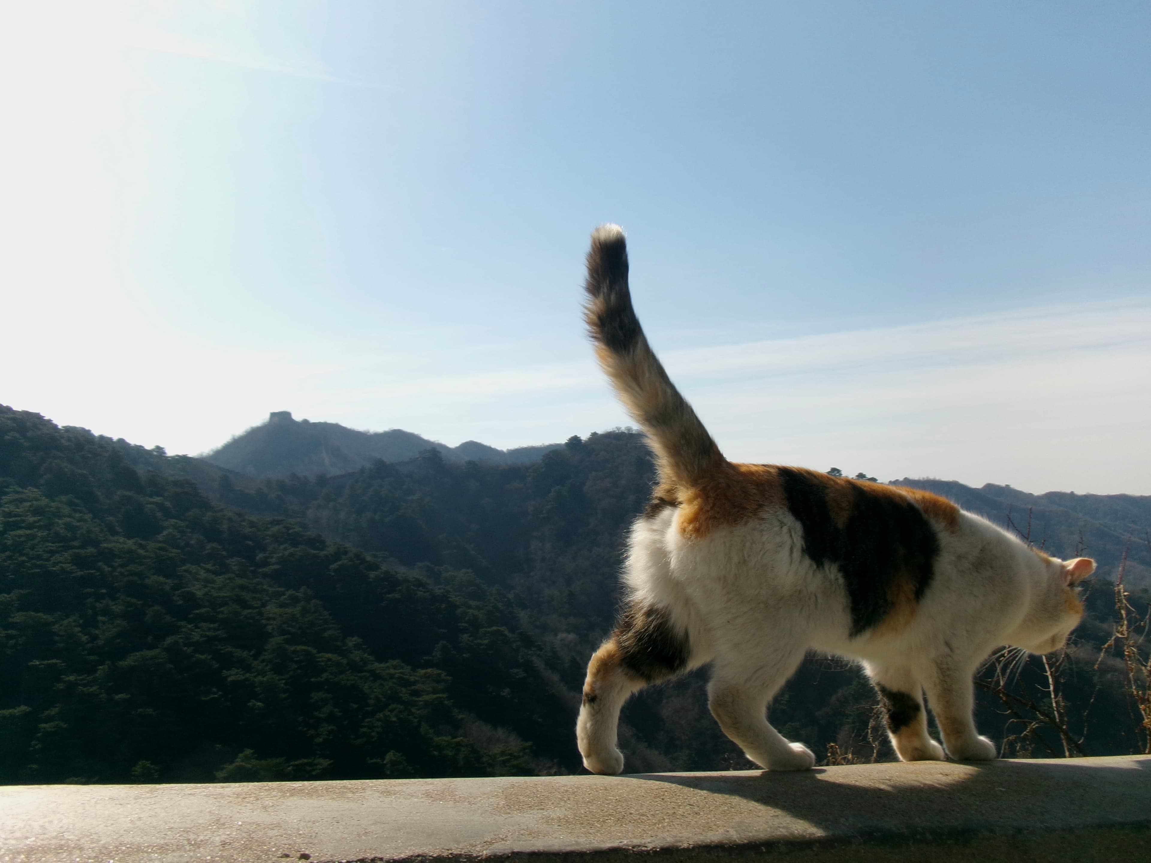 China memory 5